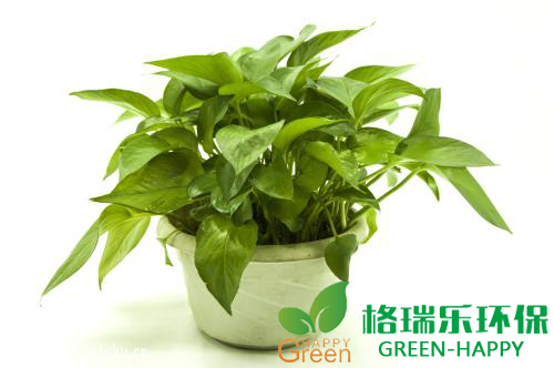 甲醛治理，甲醛污染，格瑞樂，武漢除甲醛，凈化委湖北中心