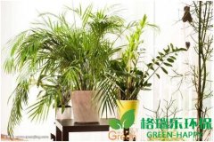 家中不同地方適合擺放的植物