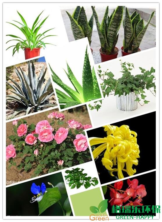 甲醛治理，甲醛污染，格瑞樂(lè)，武漢除甲醛，