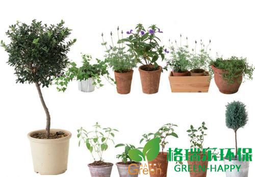 甲醛治理，甲醛污染，格瑞樂，武漢除甲醛，植物