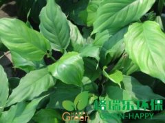 武漢凈化室內(nèi)空氣植物-萬(wàn)年青