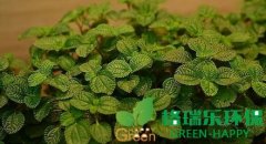 武漢凈化室內(nèi)空氣植物-吸毒草