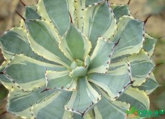 武漢凈化室內(nèi)空氣植物-龍舌蘭