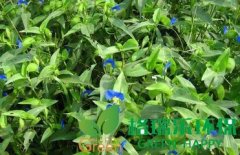 武漢凈化室內(nèi)空氣植物-鴨拓草