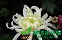 武漢凈化室內(nèi)空氣植物-菊花