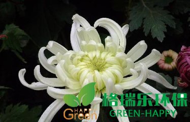 甲醛治理，甲醛污染，格瑞樂，武漢除甲醛，甲醛檢測(cè)，綠快