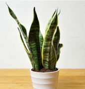 甲醛的克星是什么