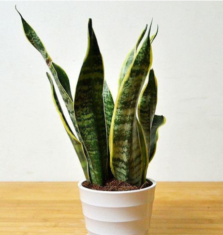 甲醛的克星是什么？