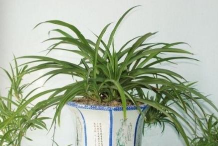 甲醛的克星是什么？